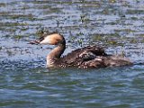 saam met ma : frieda